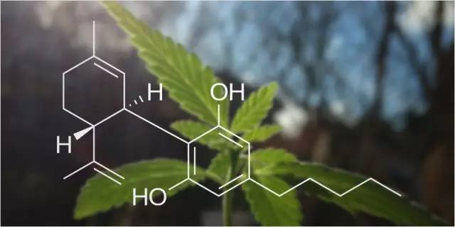可口可樂(lè)之后美國(guó)政府也來(lái)助攻，大麻商業(yè)化再