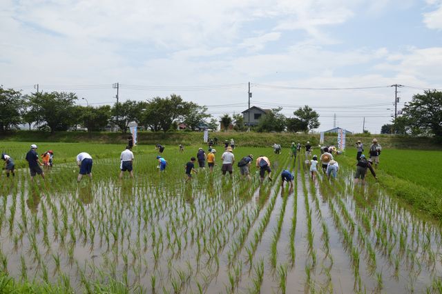 另一種“日本企業在中國”：壟斷中國水田