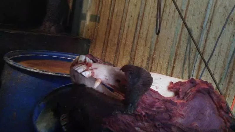 掛驢頭賣豬肉？“中國驢肉火燒之鄉”無證黑作