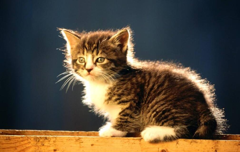 2020動物保健概念股有哪些股票-動物保健概念股龍