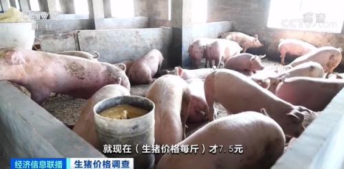 現在的價格已經跌破了他的養殖成本線，如果按現在的行情賣，一頭豬就要虧損近200元。