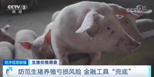  防范生豬養殖虧損風險 金融工具“兜底”
