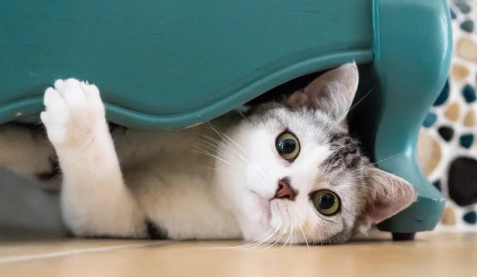 股票行情|投資主線有哪些?十大券商策略 股票行情|投資主線有哪些?十大券商策略