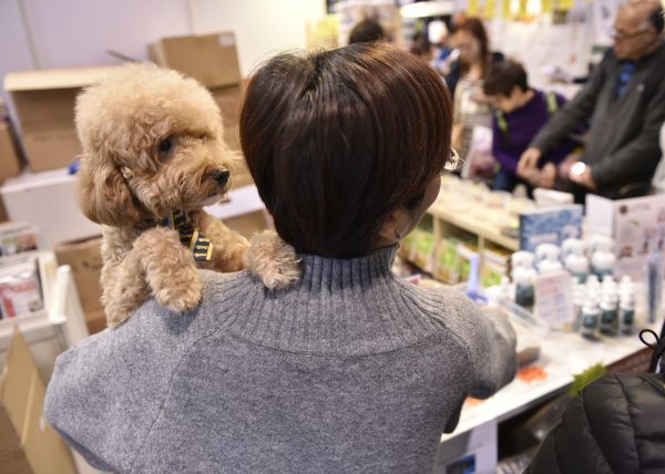 資料圖：市民攜帶寵物狗逛寵物節。新華社發 王申 攝