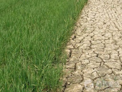 今年4月以來，我國東北西部及內蒙古東南部，河北北部等地區發生了較為嚴重的持續干旱災害