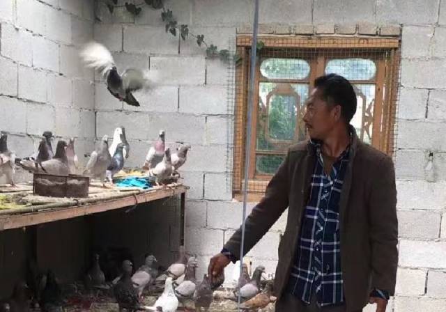 創業資訊：身殘志堅，看和貴林如何從普通農民變身“養鴿大王”