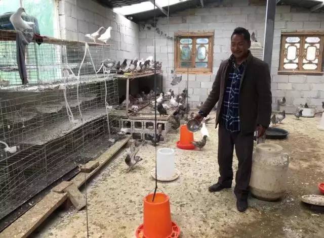 創業資訊：身殘志堅，看和貴林如何從普通農民變身“養鴿大王”