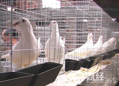 創業資訊：搞養殖創業失敗，因為你小瞧了養殖！