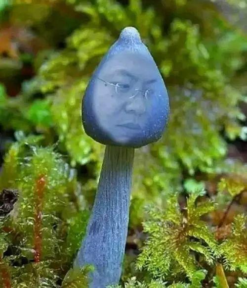 因?yàn)檫@個(gè)活動，他們每年都要被迫高潮一次