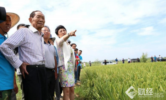 袁隆平“海水稻”收割！畝產621公斤