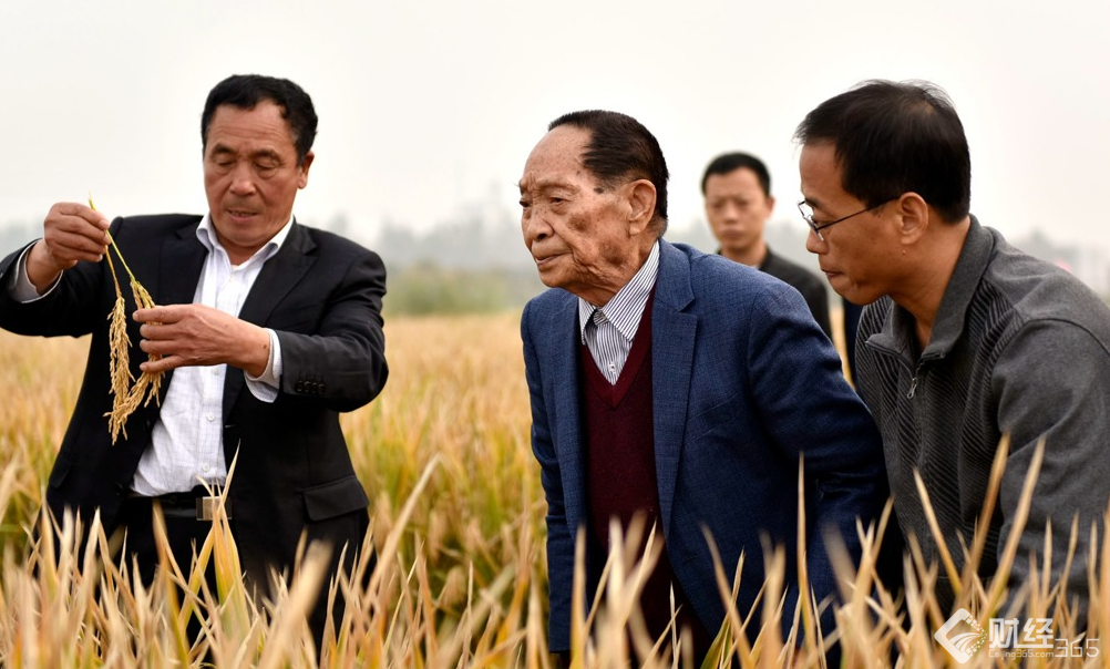畝產(chǎn)千斤！袁隆平團(tuán)隊(duì)超級(jí)雜交稻創(chuàng)世界紀(jì)錄