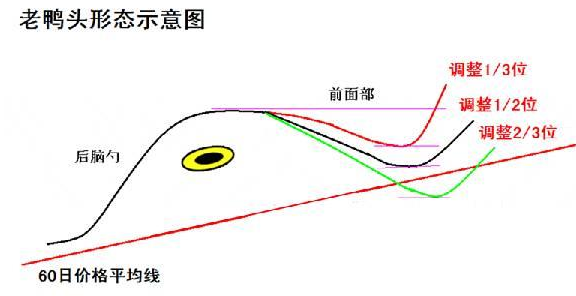 老鴨頭圖形特征