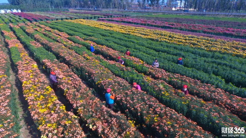 創業資訊：企業家變身花農，種花300萬株，仨月賺回數百萬元！
