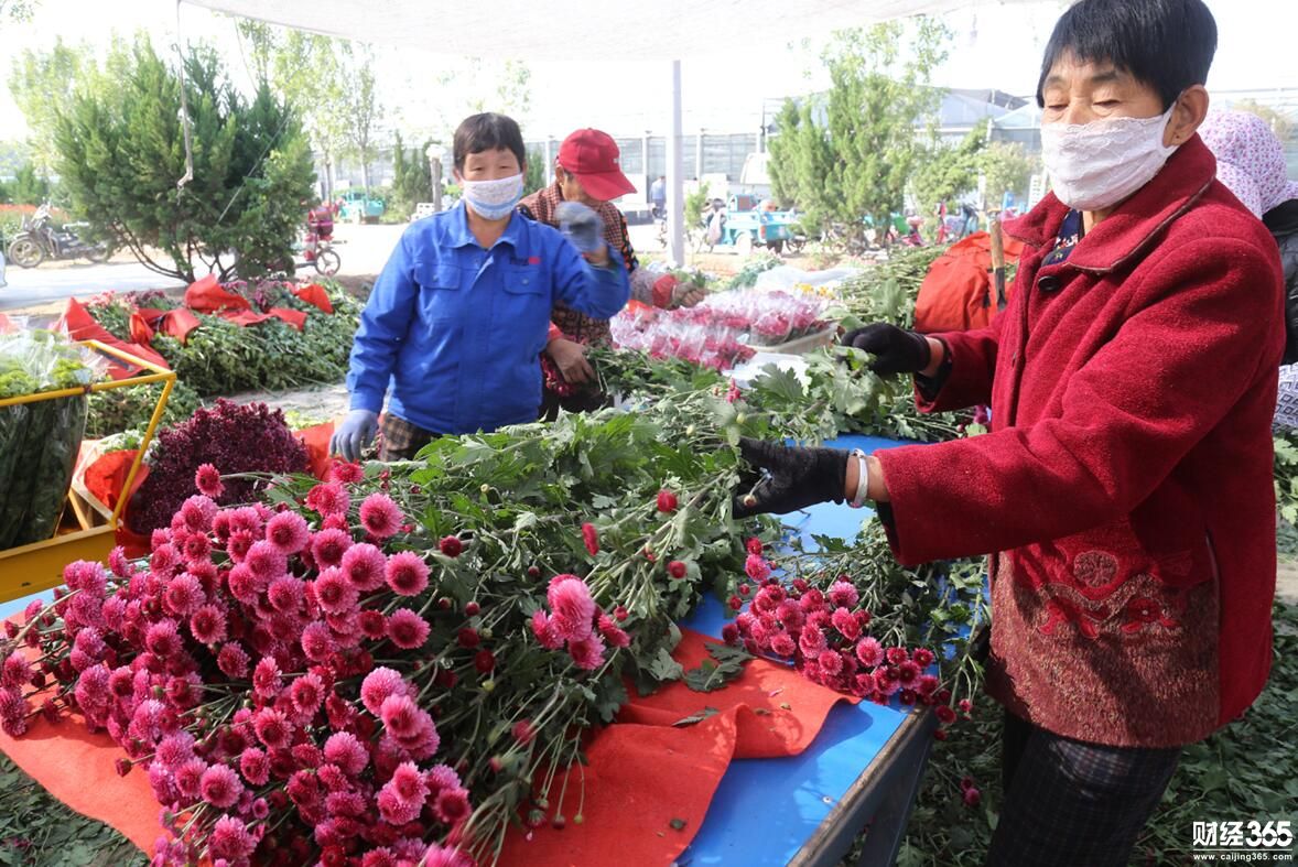 創業資訊：企業家變身花農，種花300萬株，仨月賺回數百萬元！