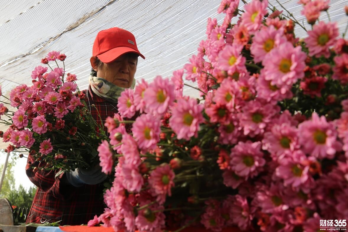 創業資訊：企業家變身花農，種花300萬株，仨月賺回數百萬元！