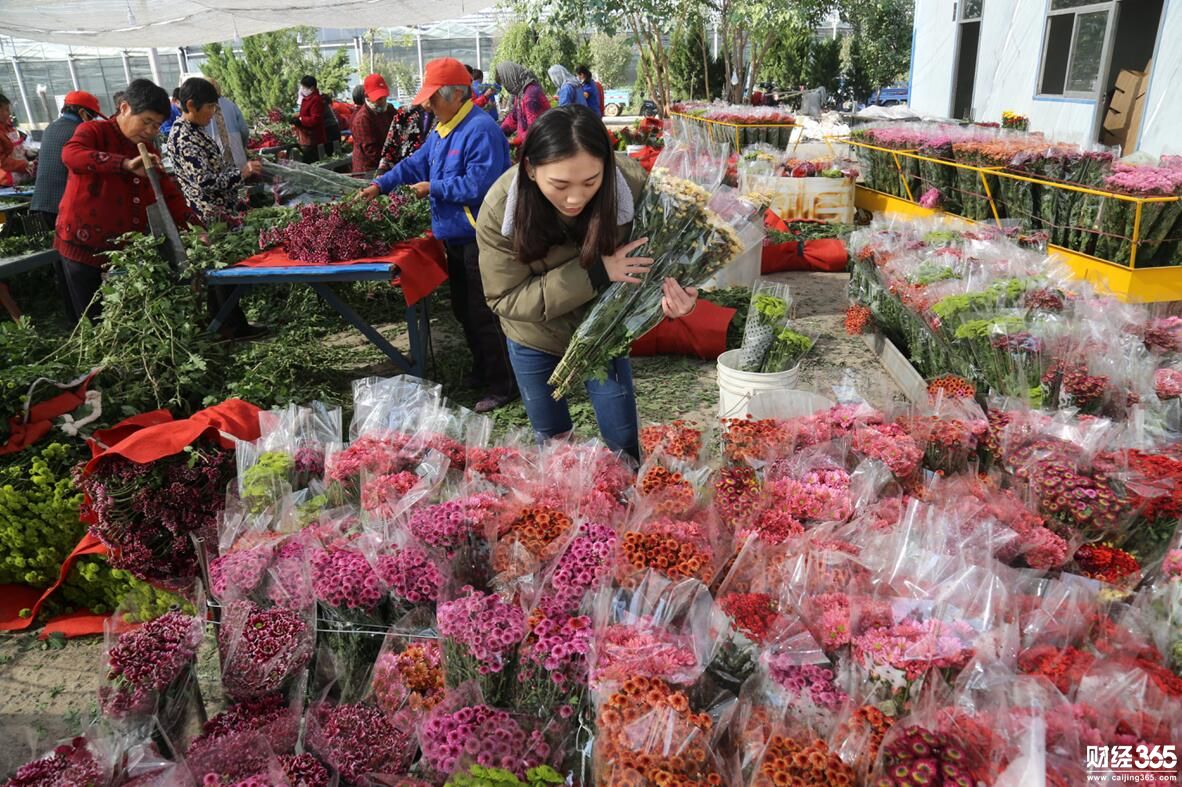創業資訊：企業家變身花農，種花300萬株，仨月賺回數百萬元！
