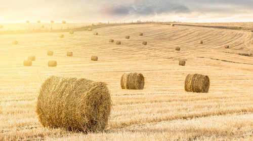 非農預期之內滿載而歸,日線見頂下周回調開啟 非農預期之內滿載而歸,日線見頂下周回調開啟