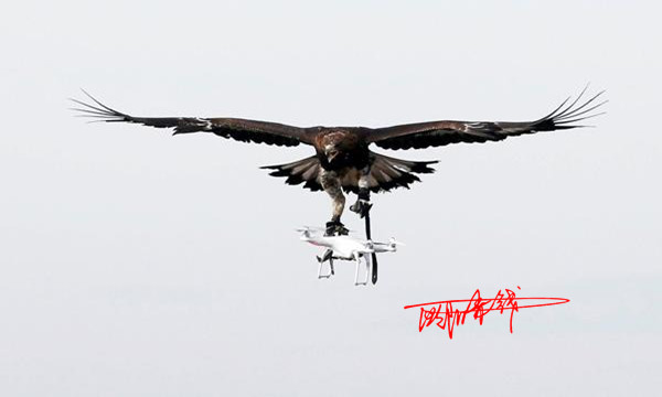 雄鷹.jpg
