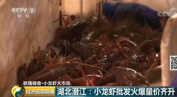 小龍蝦價格又飆漲！資本瘋狂入局！