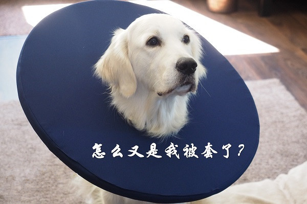 貧家月：黃金屢次遭受砸盤多頭崩潰，多單在手幫你解！