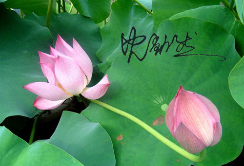 黃金走勢分析