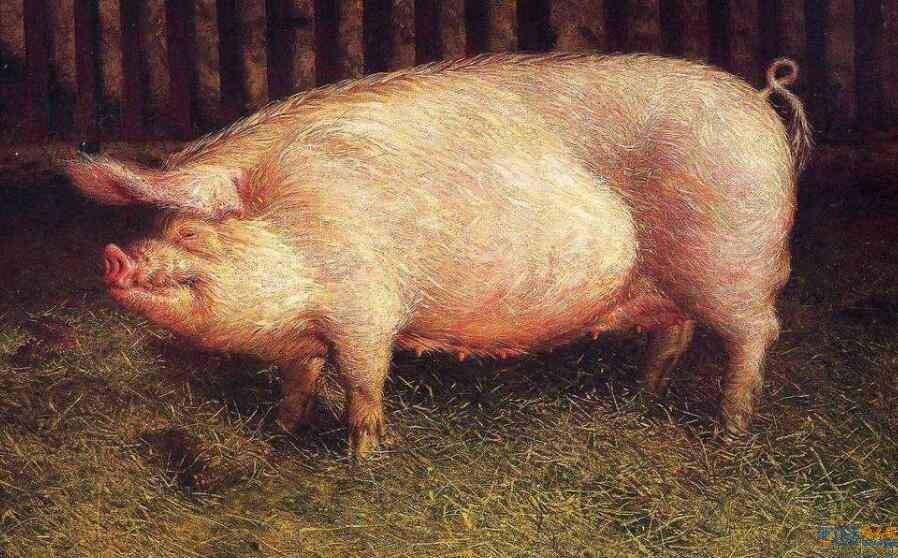 豬肉概念股